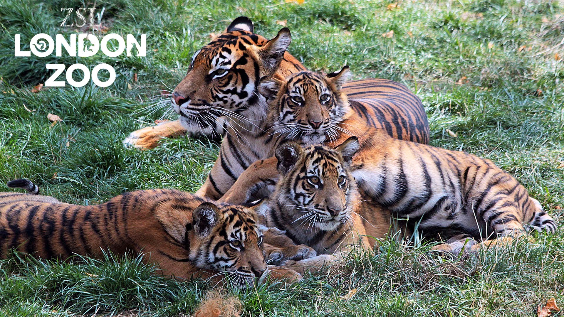 ZSL London Zoo London Airport Transfers